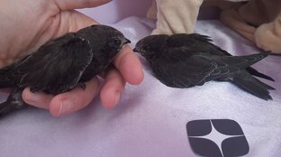 Стрижи на Дзен