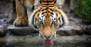 Мир животных 😺🐯🐱🐶🐺🐻🐻‍❄️🐨🐼🐹🐭🐰🦊🦝🐮🐷🐗🦓🐊🐢🦕🦖🐉🦎🐲🐴🦄