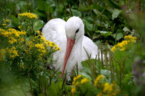 Жизнь в деревне. Наша природа.