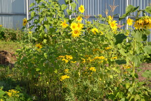 Полезные растения