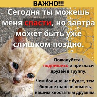 Как помочь нашим животным финансово и не только 🐾🐾