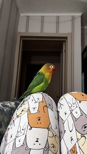 Будни неразлучника