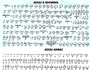 носы
