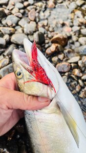 Креветка В Деле 