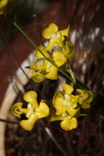 Моя коллекция