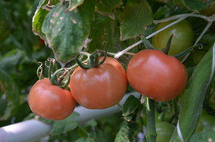 Дачные советы