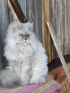 Кошачья жизнь. Повесть