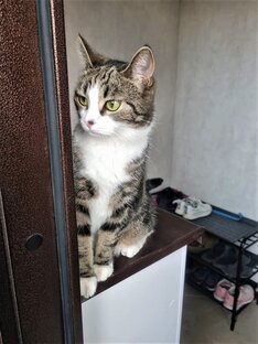 "Животные" и животные.