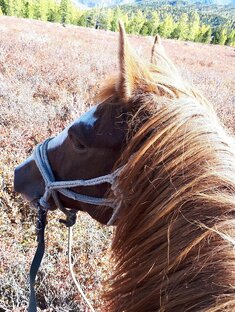 Конный поход по Горному Алтаю