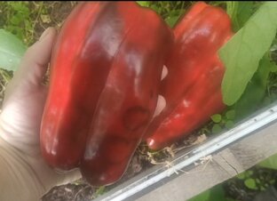 Перец сладкий