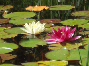  мой пруд. Кувшинки- нимфеи.  Великий Новгород