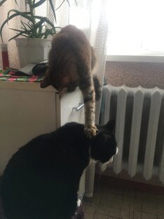 Соня и Вася