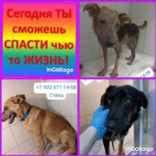 Видео про наших хвостиков