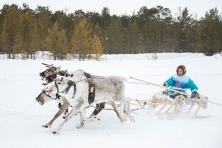 Животные и растения