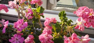 Дневник тетибабушки