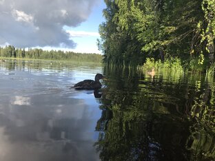 О животных
