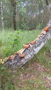 Берёза из грибов 