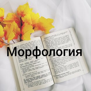 Тесты_Морфология