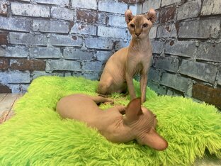 Кошки в нашем питомнике