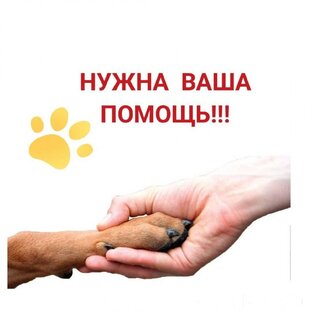 Ждут нашей помощи