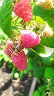 Ягодное лето. 