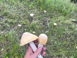 Ягодки … грибочки … все что можно есть 