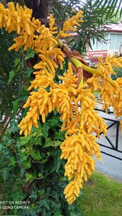 Весна. Сочи