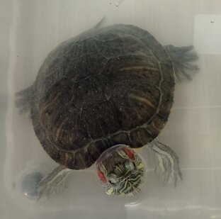 Моя Чери 🐢