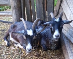 Экология и права животных