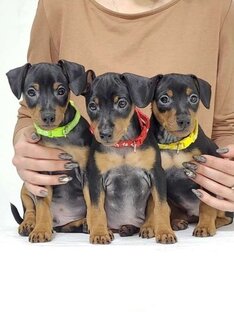 Щенки цвергпинчера