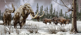 Животные в культуре