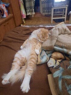 Кото-пёс)))