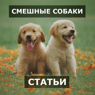 Смешные собаки