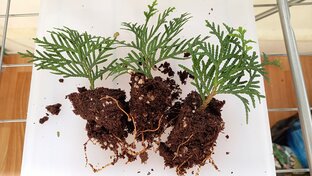 Разведение хвойных растений черенками