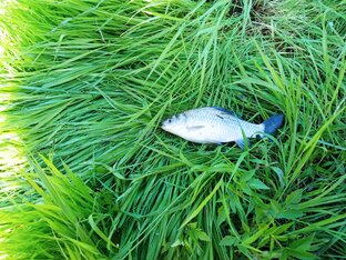 Короткие видео!!!