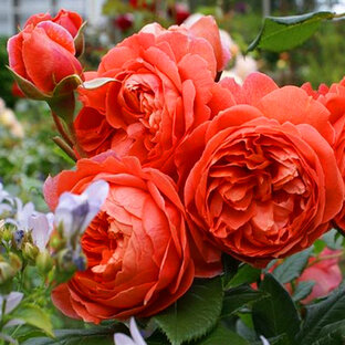🌹Розы