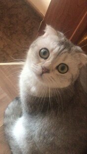 Действуй, котик