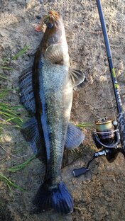 Береговой джиг