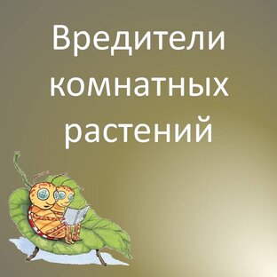 Вредители комнатных растений