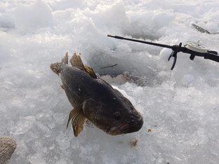 Зимняя рыбалка на ротана 
