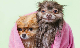 пятничные сучки