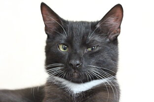 Полезности о котиках