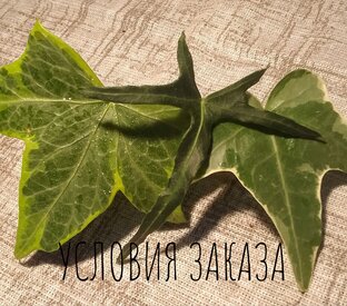 Каталоги растений