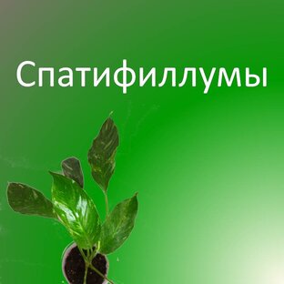 Спатифиллумы
