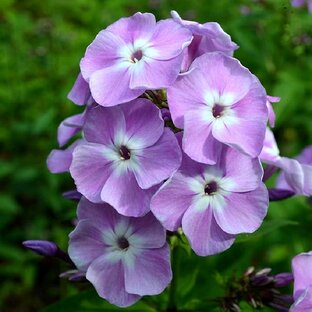 Сортовые обзоры