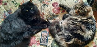 Котики и карты