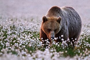 Животные
