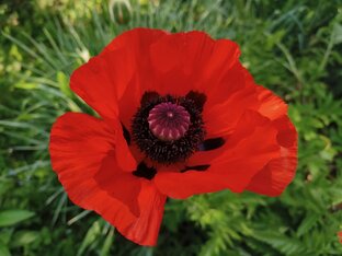 Дачные радости