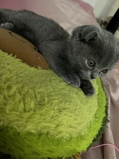 Авокадный вайб от Мишель 🦦
