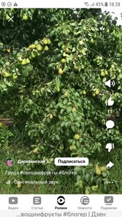 Мой огород.